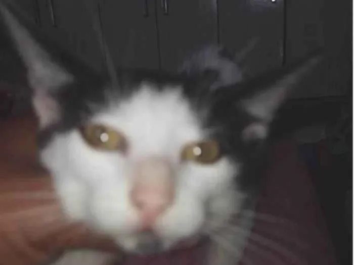 Gato ra a SRD-ViraLata idade 2 a 6 meses nome Carinhosa e medrosa