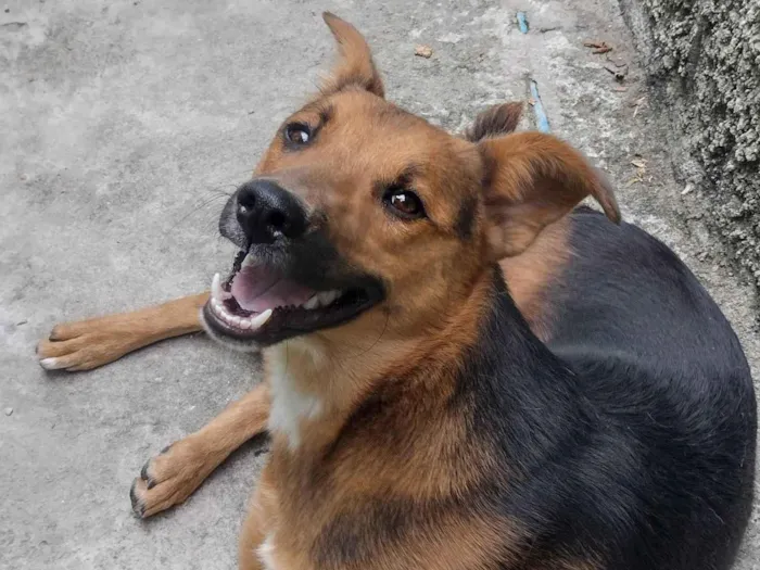 Cachorro raça SRD-ViraLata idade 1 ano nome Jordan