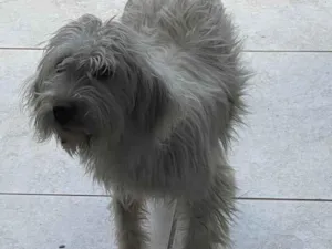 Cachorro raça SRD-ViraLata idade 7 a 11 meses nome Billy