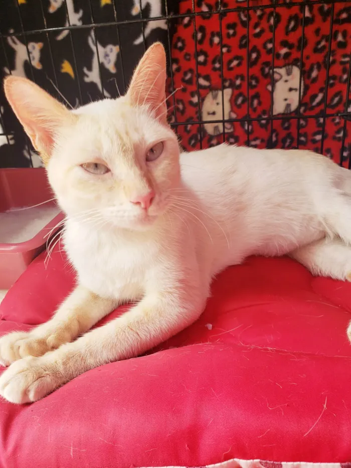 Gato raça SRD-ViraLata idade 7 a 11 meses nome Baunilha