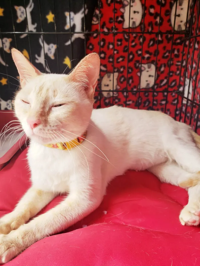 Gato raça SRD-ViraLata idade 7 a 11 meses nome Baunilha