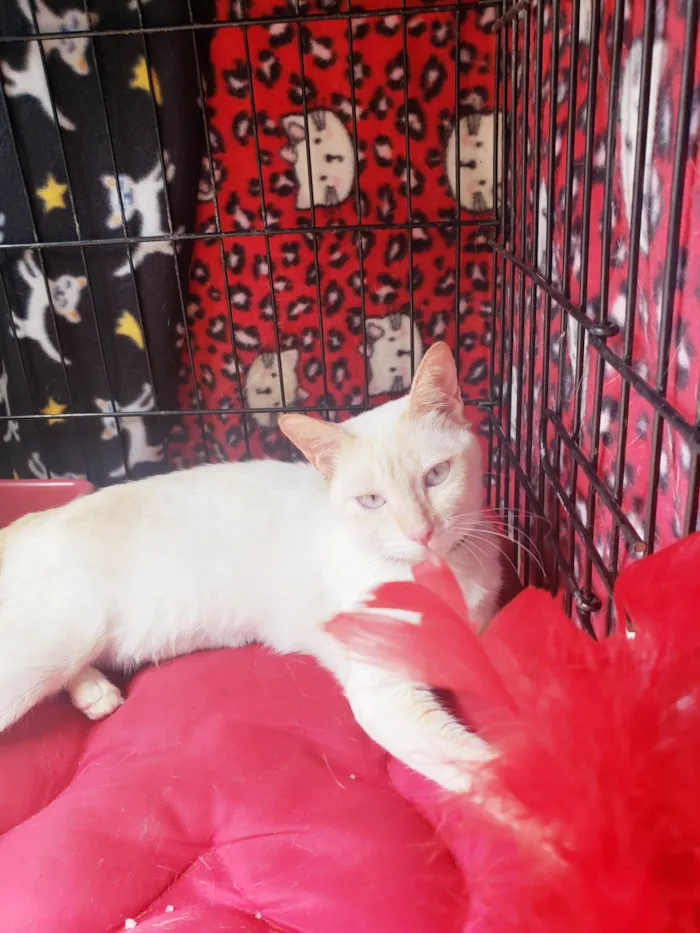 Gato raça SRD-ViraLata idade 7 a 11 meses nome Baunilha