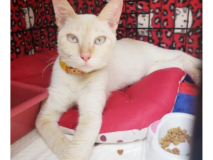 Gato raça SRD-ViraLata idade 7 a 11 meses nome Baunilha