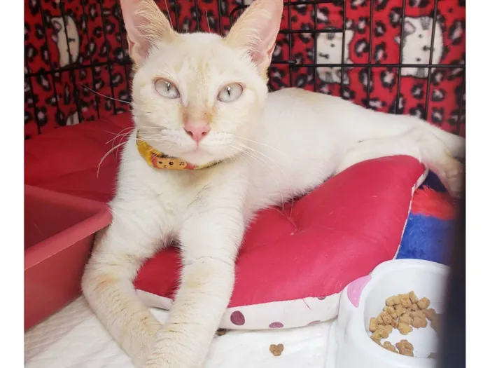 Gato raça SRD-ViraLata idade 7 a 11 meses nome Baunilha