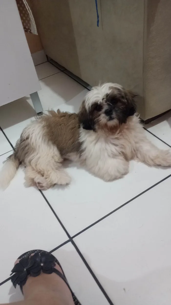 Cachorro raça Shitzu idade 2 a 6 meses nome Tody
