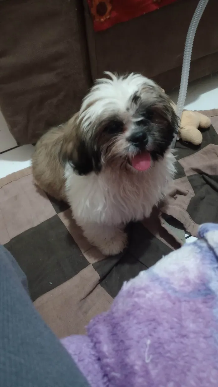 Cachorro raça Shitzu idade 2 a 6 meses nome Tody
