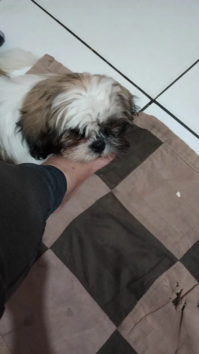 Cachorro raça Shitzu idade 2 a 6 meses nome Tody