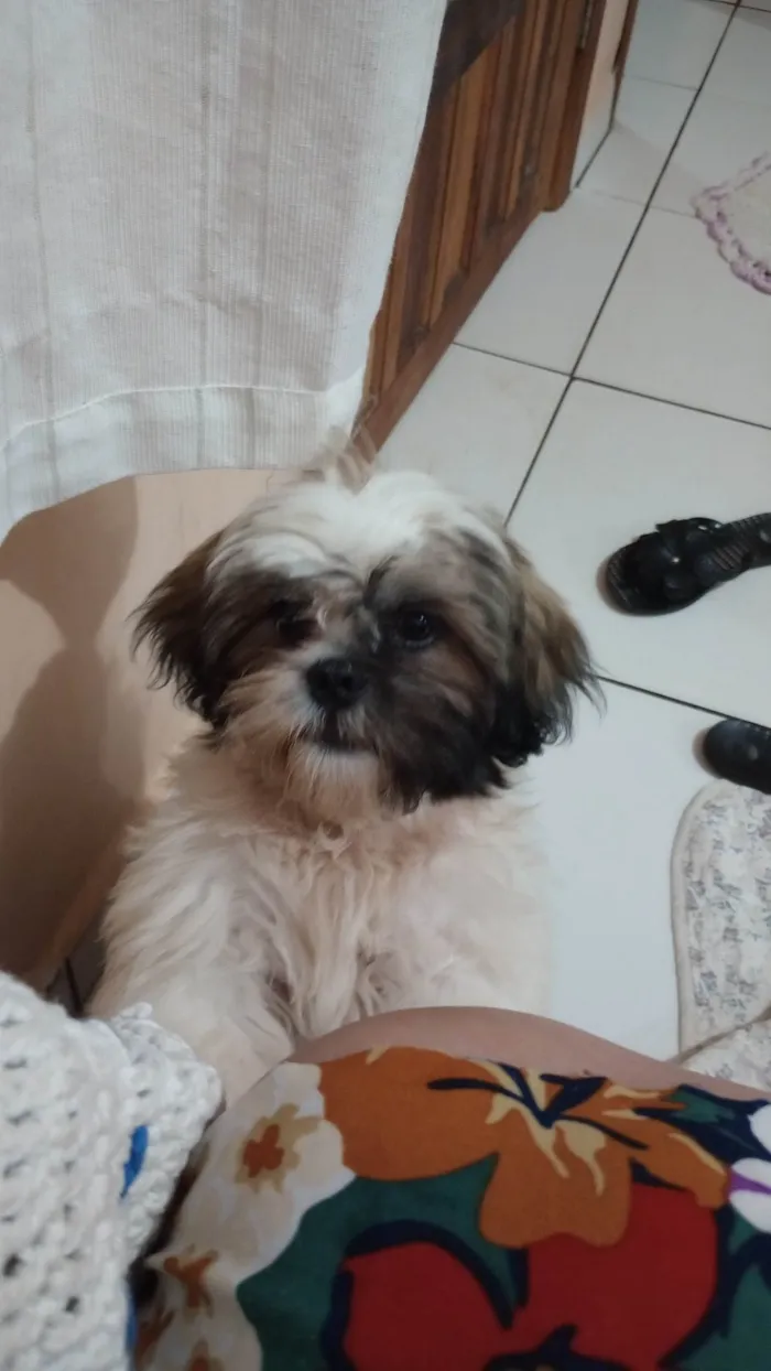 Cachorro raça Shitzu idade 2 a 6 meses nome Tody
