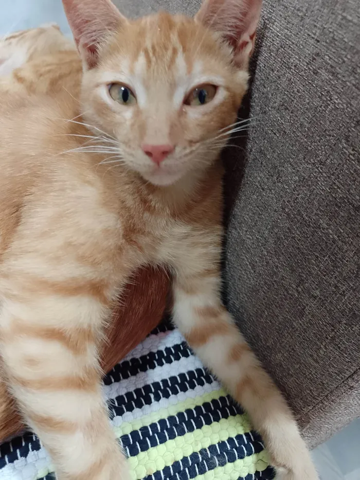 Gato ra a SRD-ViraLata idade 2 a 6 meses nome -