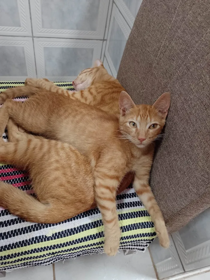 Gato ra a SRD-ViraLata idade 2 a 6 meses nome -