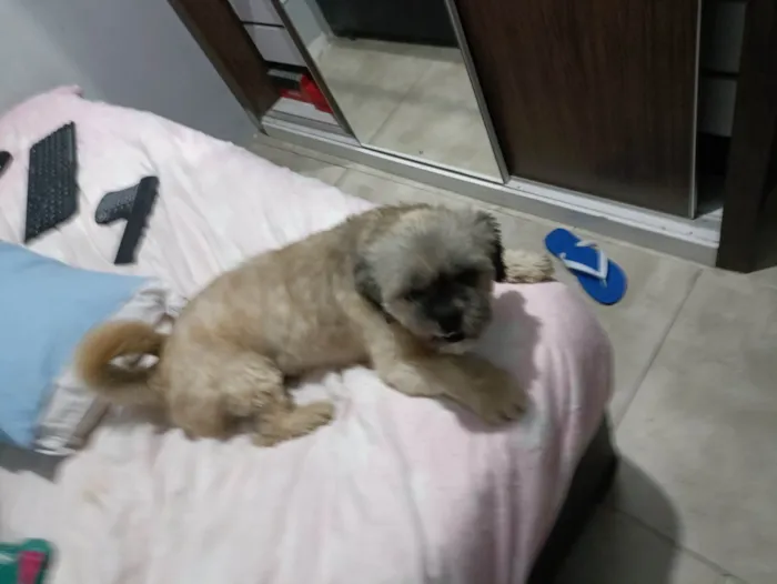 Cachorro ra a Shitzu idade 1 ano nome Pituco