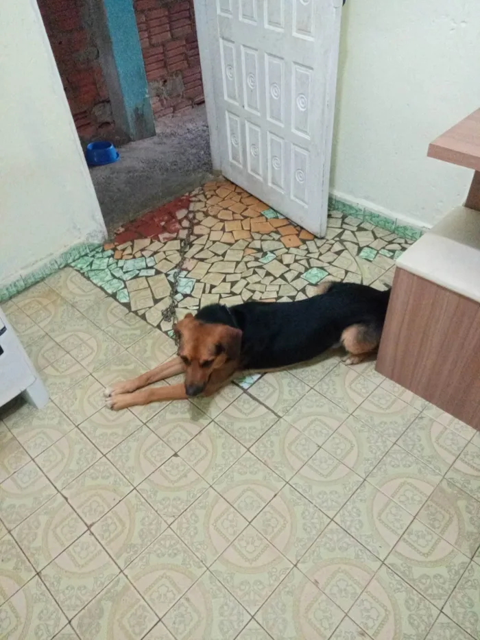 Cachorro ra a SRD-ViraLata idade 1 ano nome Cuqui 