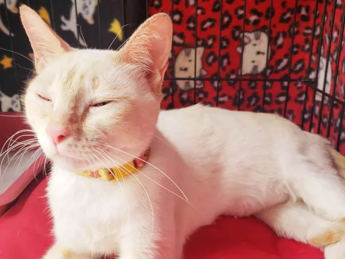 Gato raça SRD-ViraLata idade 7 a 11 meses nome Baunilha