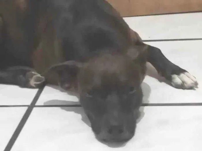 Cachorro ra a SRD-ViraLata idade 1 ano nome Apolo