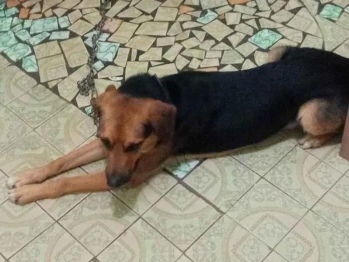 Cachorro ra a SRD-ViraLata idade 1 ano nome Cuqui 
