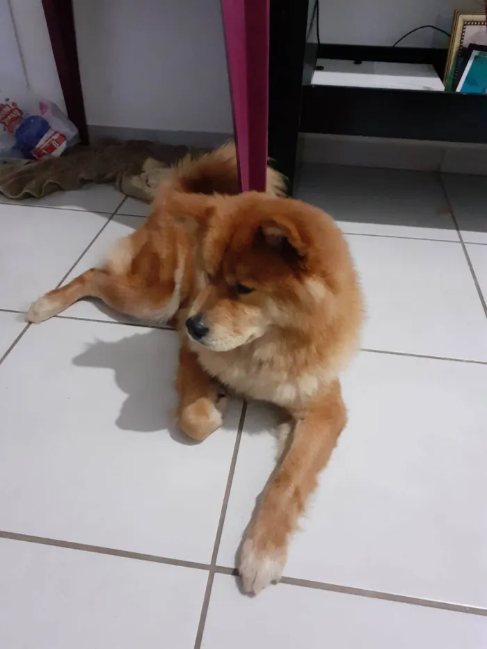 Cachorro ra a Chow Chow idade 3 anos nome Mel