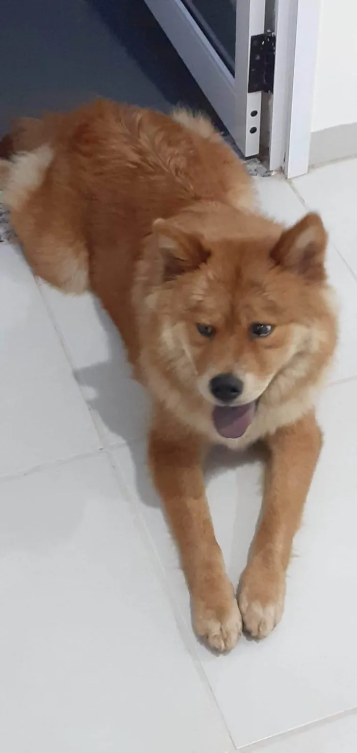 Cachorro ra a Chow Chow idade 3 anos nome Mel