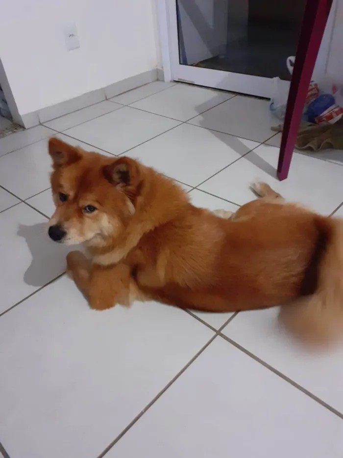 Cachorro ra a Chow Chow idade 3 anos nome Mel