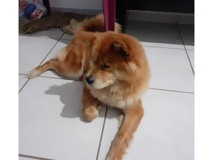 Cachorro ra a Chow Chow idade 3 anos nome Mel