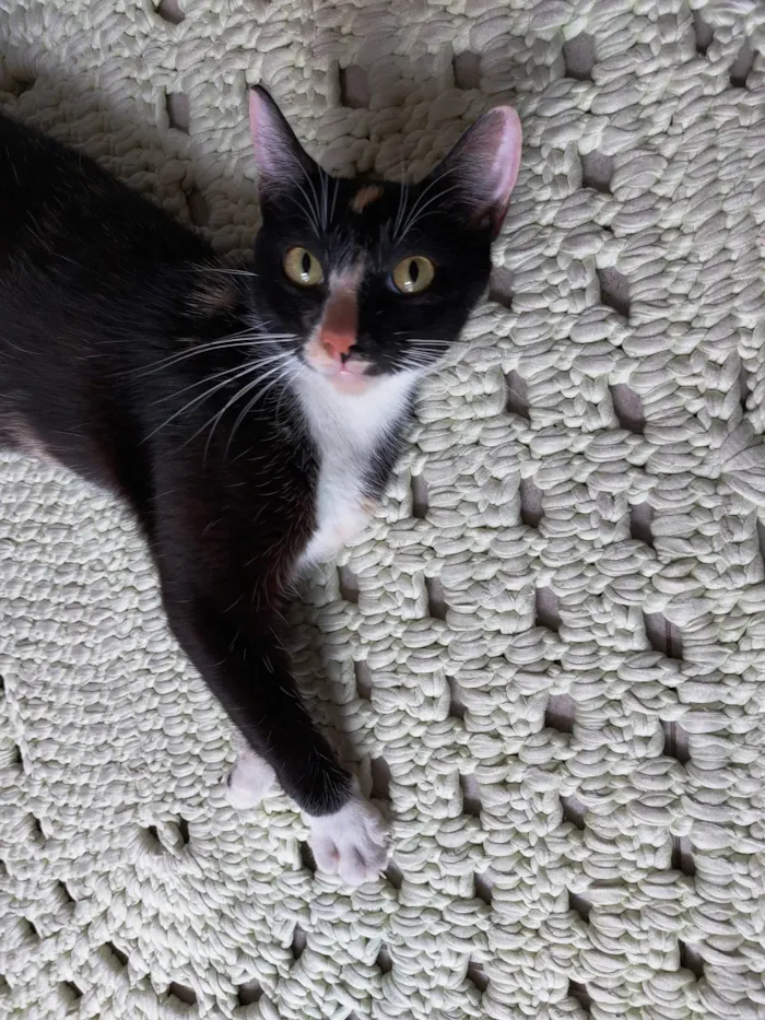 Gato raça srd idade 7 a 11 meses nome Farofinha