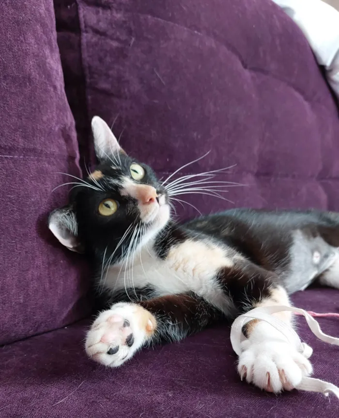 Gato raça srd idade 7 a 11 meses nome Farofinha