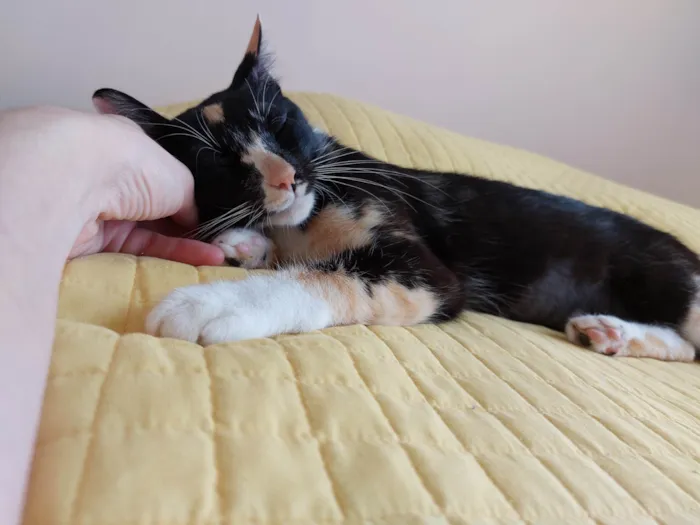 Gato raça srd idade 7 a 11 meses nome Farofinha