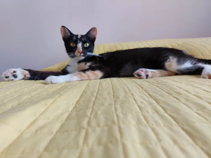 Gato raça srd idade 7 a 11 meses nome Farofinha