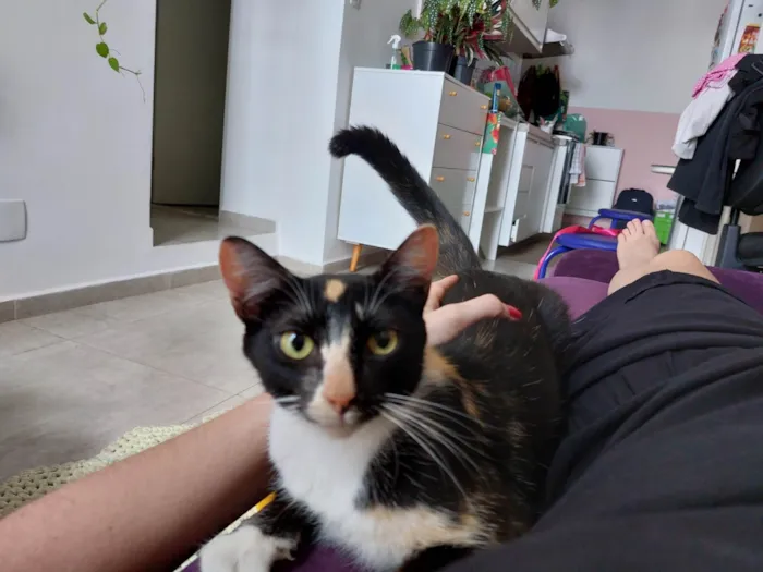 Gato raça srd idade 7 a 11 meses nome Farofinha