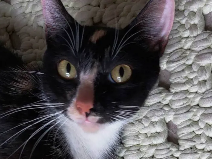 Gato raça srd idade 7 a 11 meses nome Farofinha