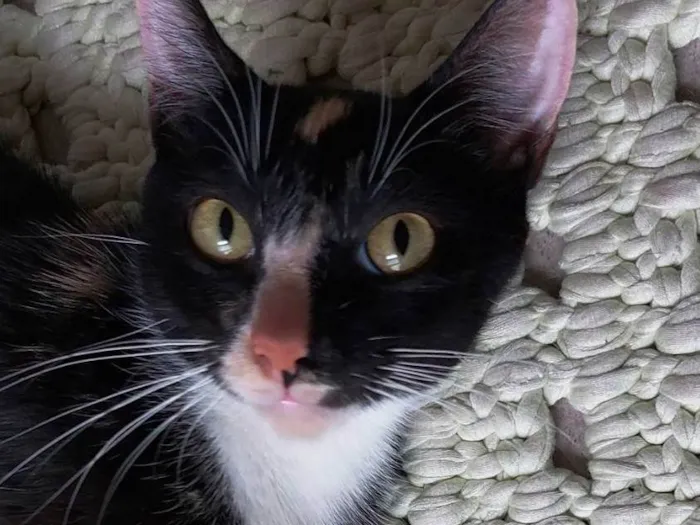 Gato raça srd idade 7 a 11 meses nome Farofinha