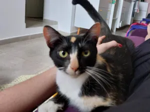 Gato raça srd idade 7 a 11 meses nome Farofinha