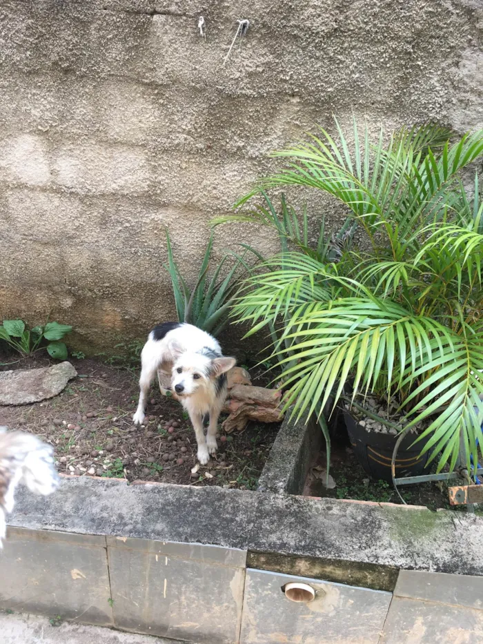 Cachorro raça SRD-ViraLata idade 1 ano nome Lilica