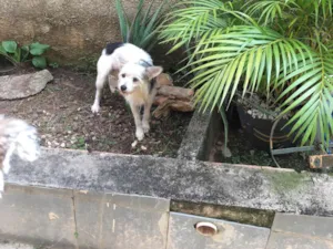 Cachorro raça SRD-ViraLata idade 1 ano nome Lilica