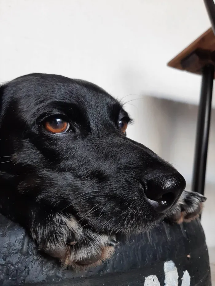 Cachorro ra a SRD-ViraLata idade 1 ano nome Lui