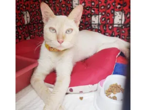 Gato raça SRD-ViraLata idade 7 a 11 meses nome Baunilha