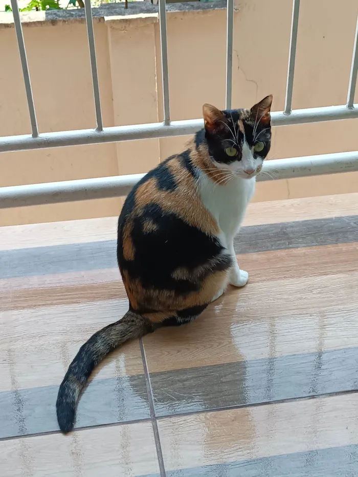 Gato raça  idade 2 anos nome Luíza 