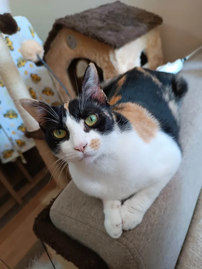 Gato raça  idade 2 anos nome Luíza 