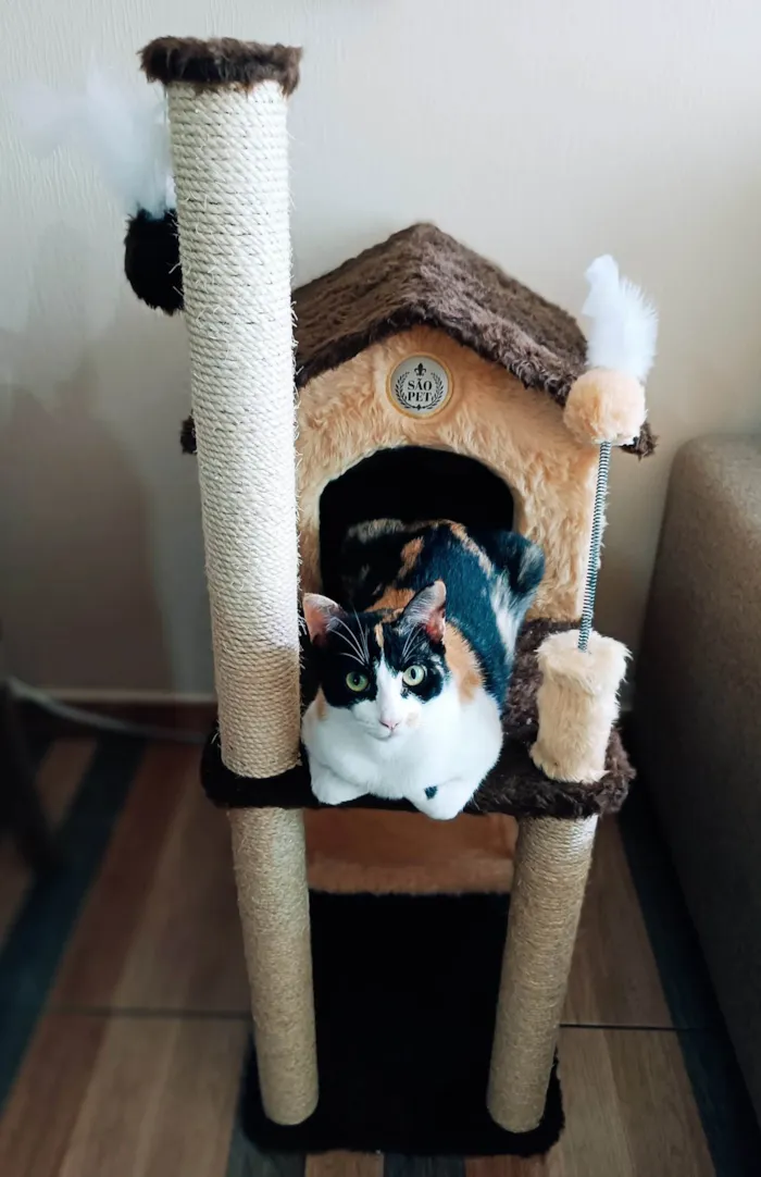 Gato raça  idade 2 anos nome Luíza 