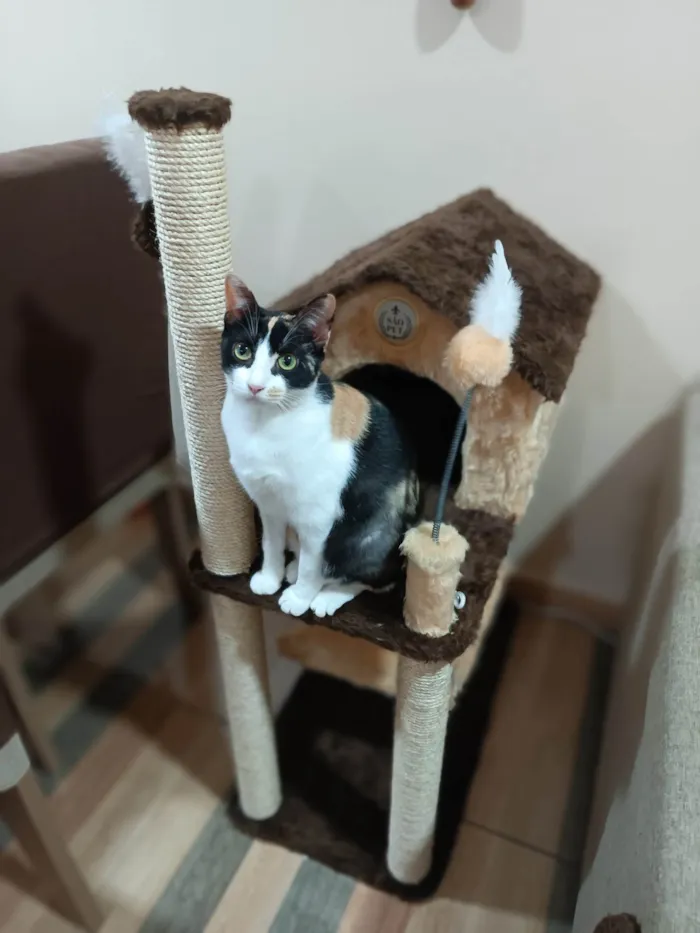 Gato raça  idade 2 anos nome Luíza 