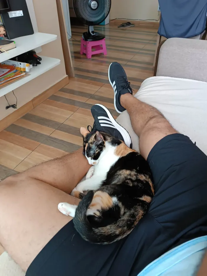 Gato raça  idade 2 anos nome Luíza 