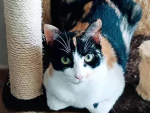 Gato raça  idade 2 anos nome Luíza 