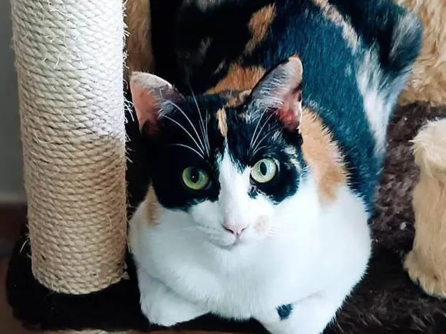 Gato raça  idade 2 anos nome Luíza 