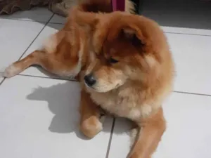 Cachorro raça Chow Chow idade 3 anos nome Mel