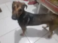 Cachorro raça SRD-ViraLata idade 1 ano nome Aya