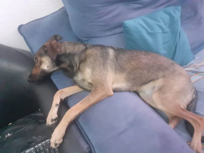 Cachorro raça SRD-ViraLata idade 1 ano nome Aya