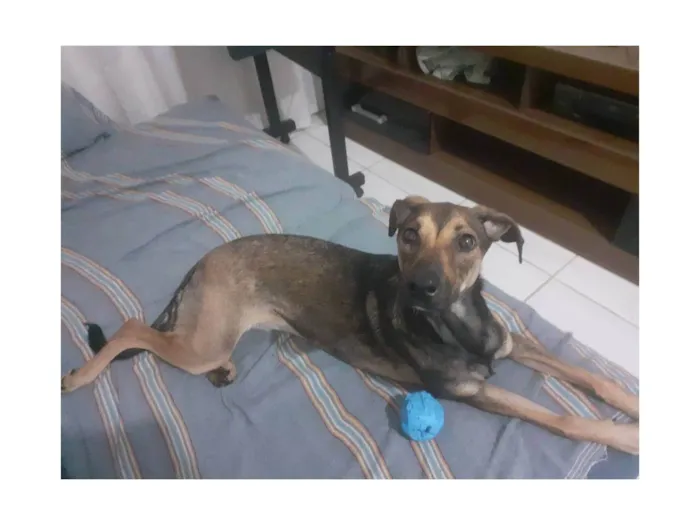Cachorro raça SRD-ViraLata idade 1 ano nome Aya