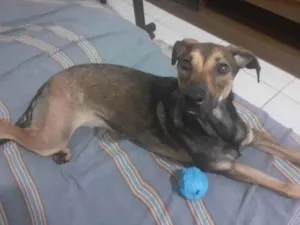 Cachorro raça SRD-ViraLata idade 1 ano nome Aya