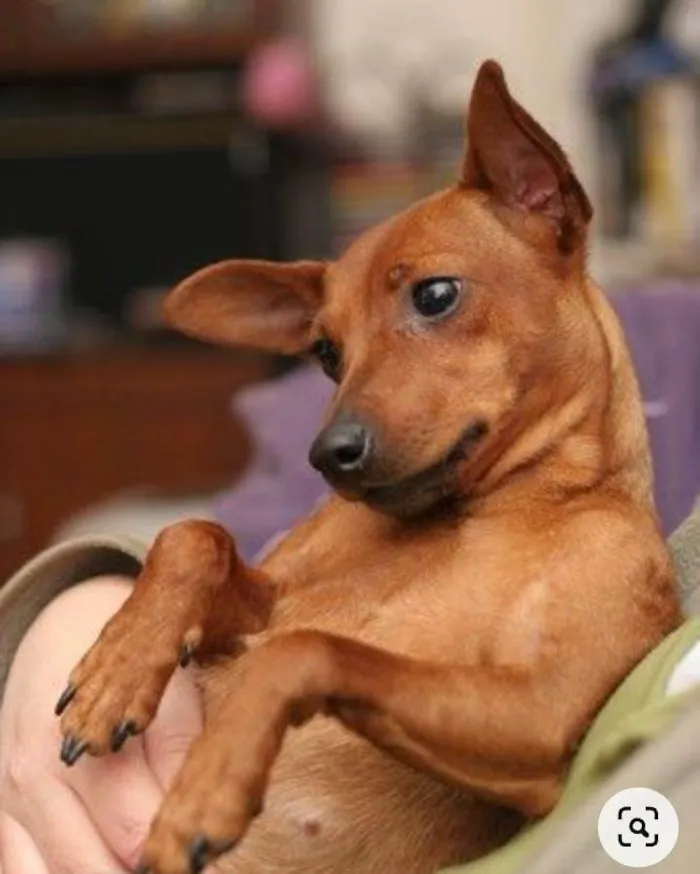 Cachorro ra a Pinscher idade 4 anos nome Bobi