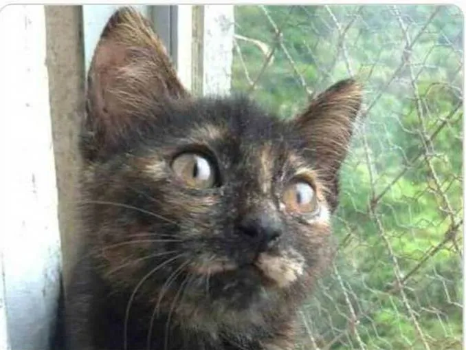 Gato ra a srd escaminha  idade 2 a 6 meses nome CACAU
