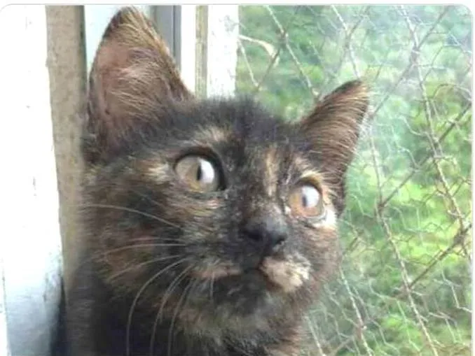 Gato ra a srd escaminha  idade 2 a 6 meses nome CACAU
